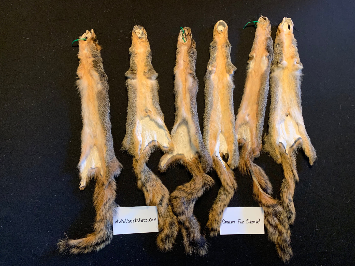 Fox squirrel pelts. #1quality