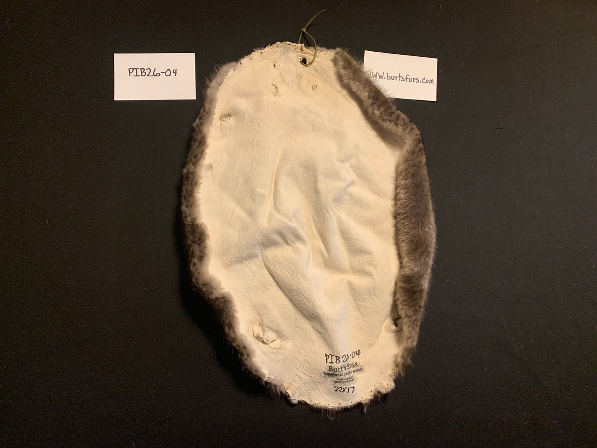 Beaver pelt PIB26-04