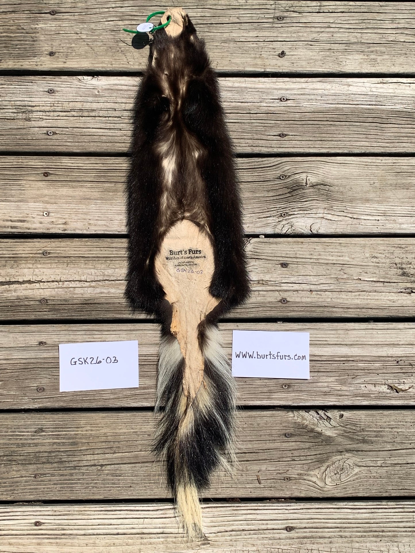 Skunk pelt GSK26-03