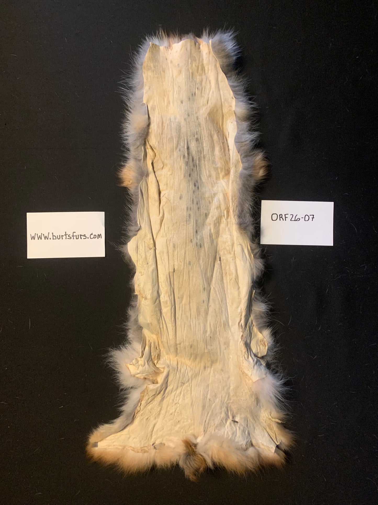 Red fox fur ORF26-07