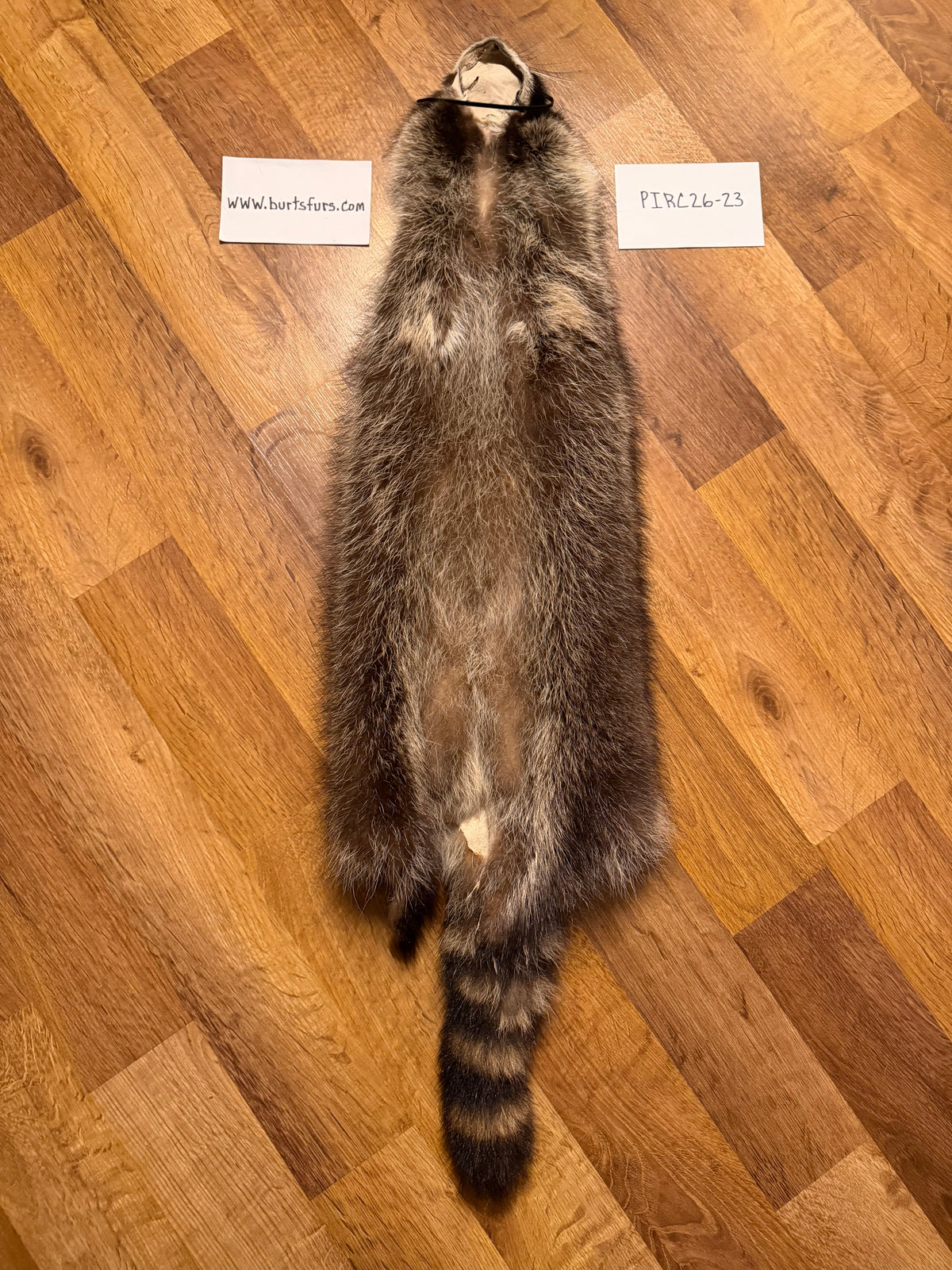 Raccoon pelt PIRC26-23