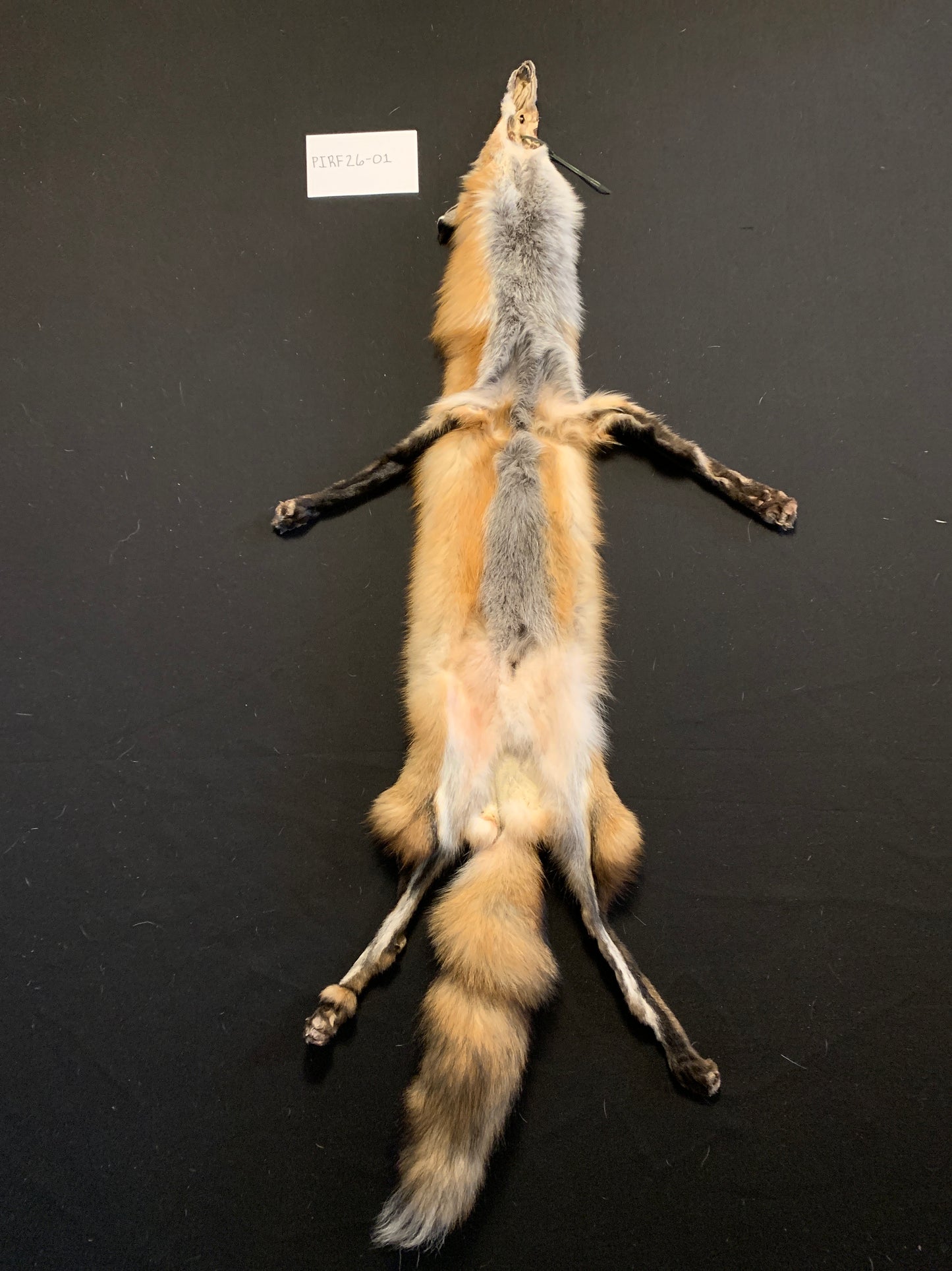 Red fox PIRF26-01