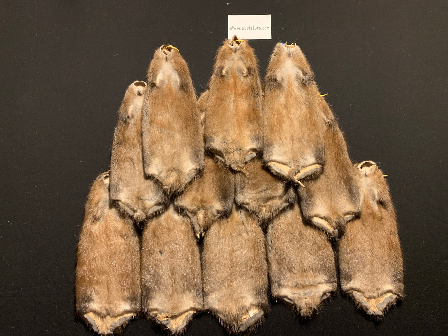 XXL Muskrats pelts