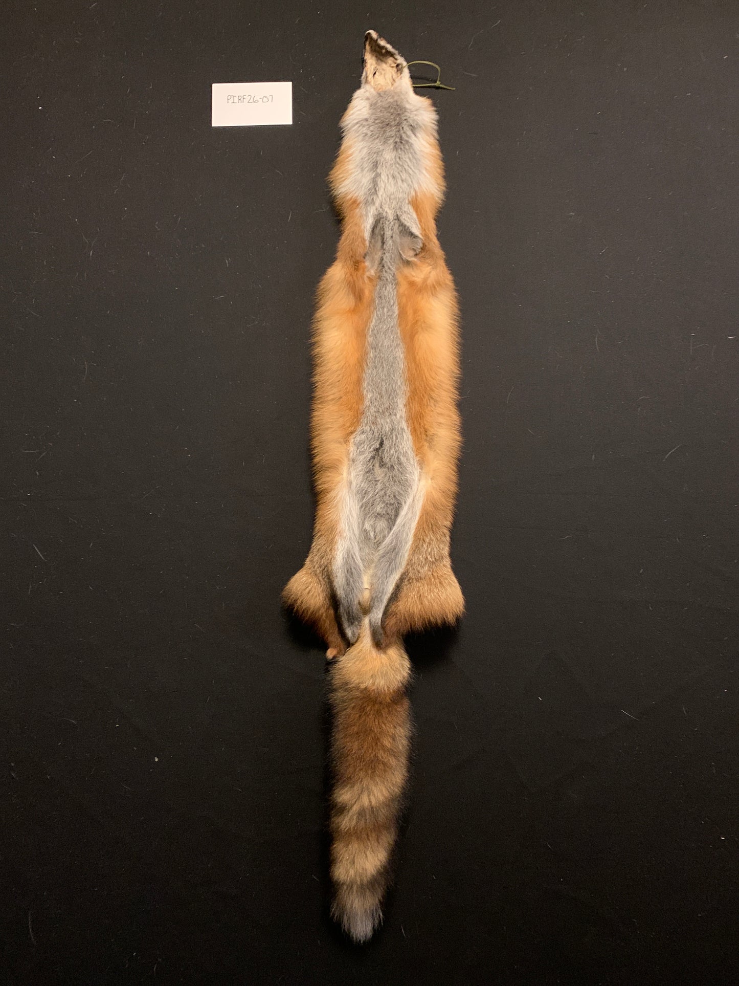 Red fox PIRF26-07