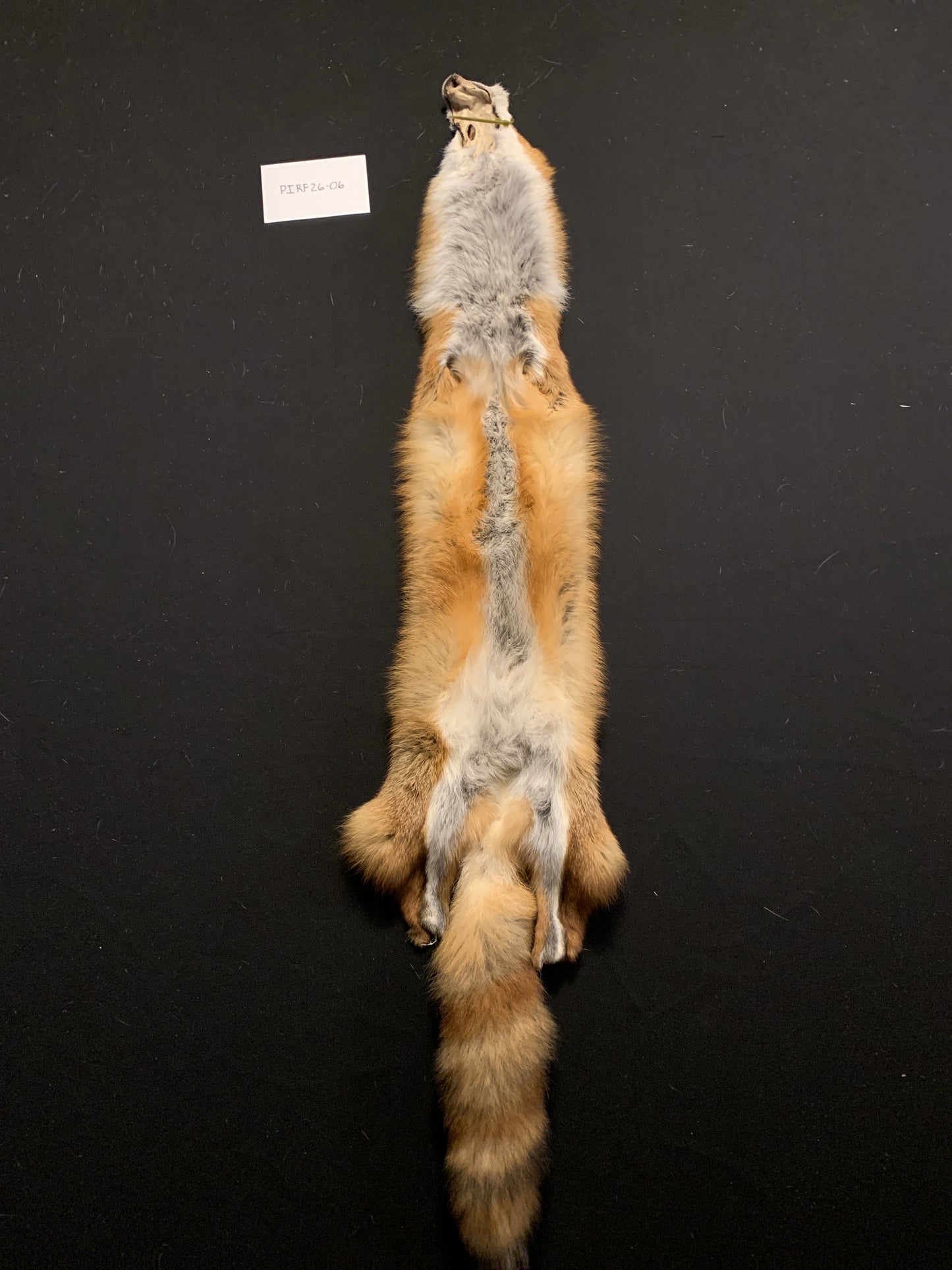 Red fox PIRF26-06