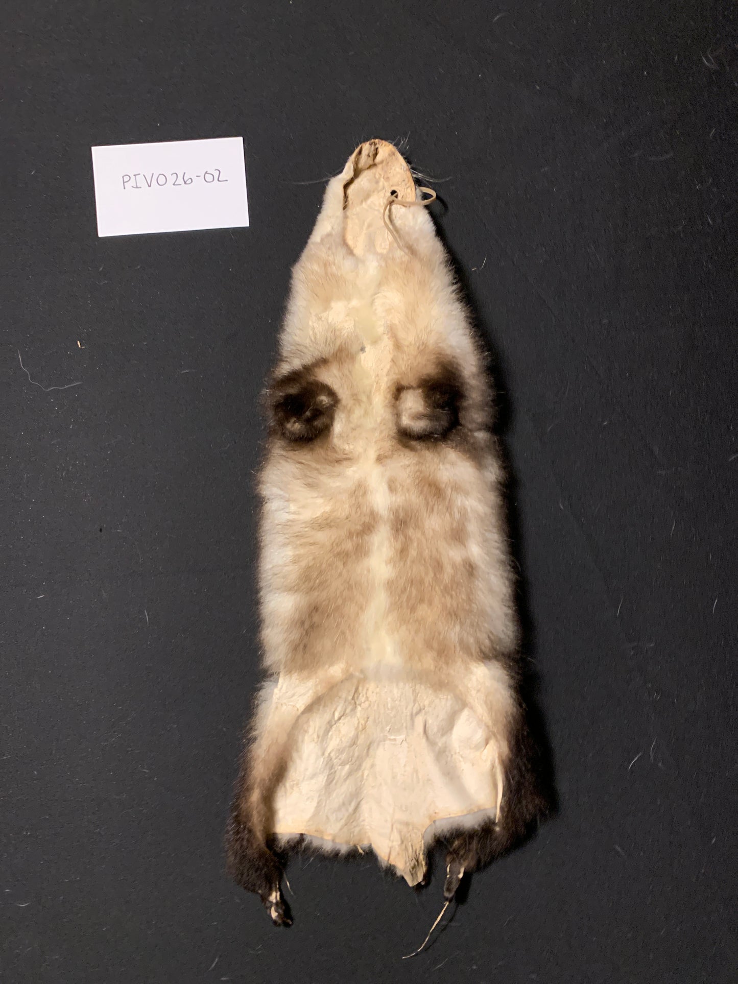Opossum fur PIVO26-02