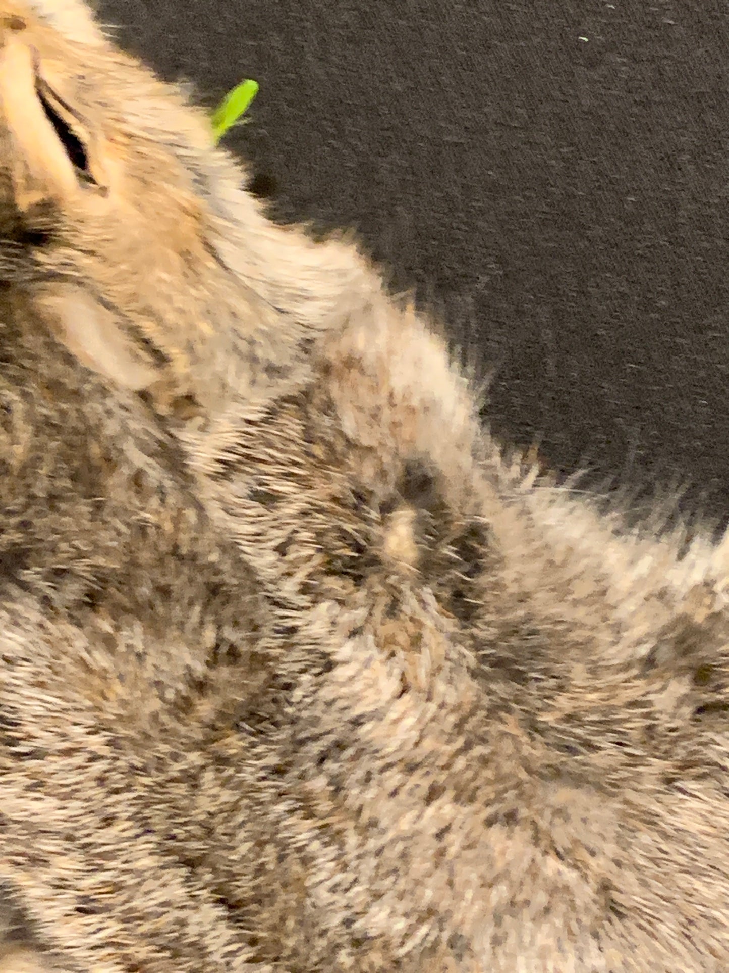 Tanned grey squirrel #1 grade
