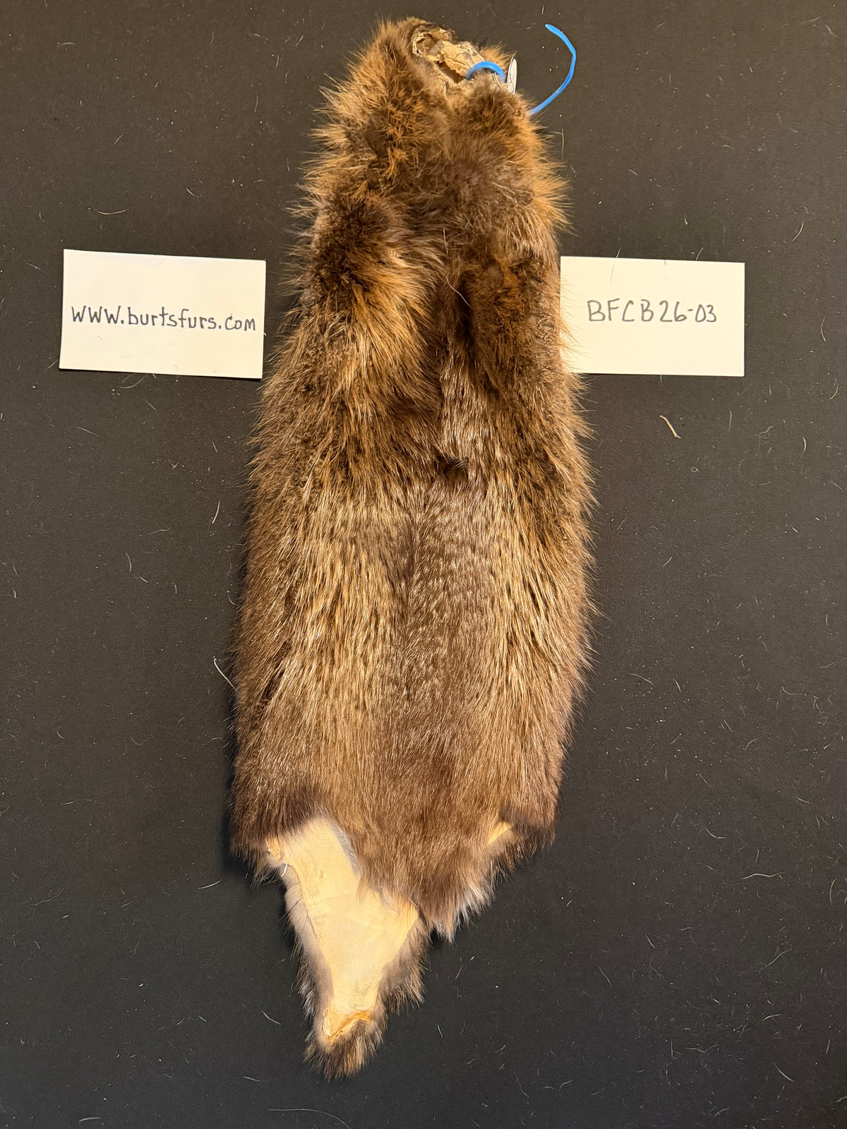 Beaver pelt cased BFCB26-03