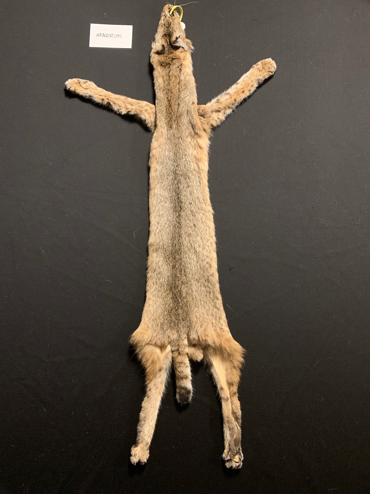 Bobcat pelt ARB0032001