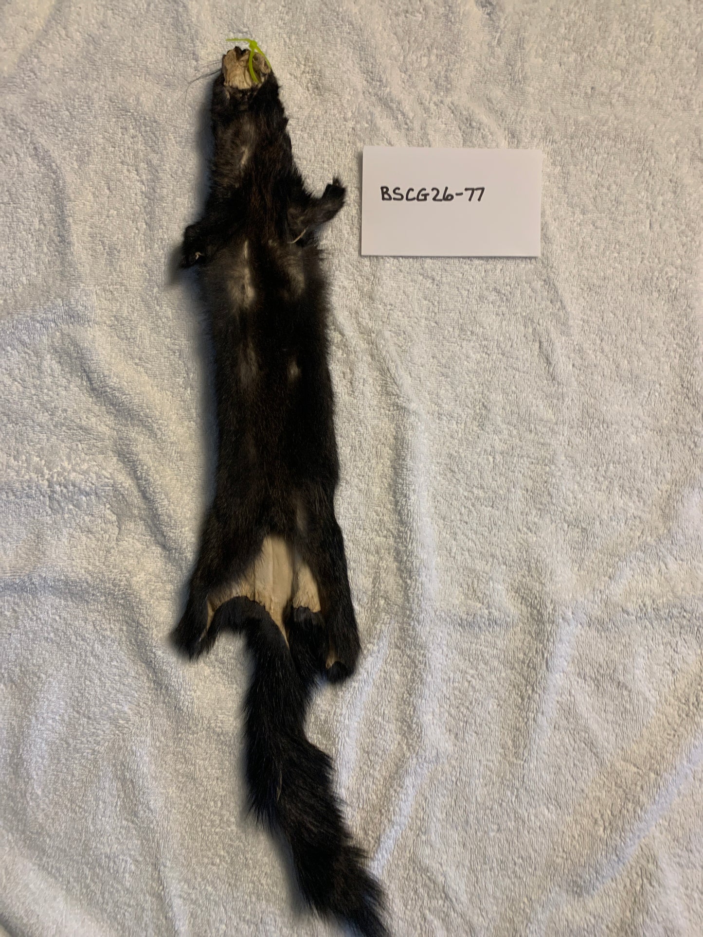 Black squirrel large craft grade