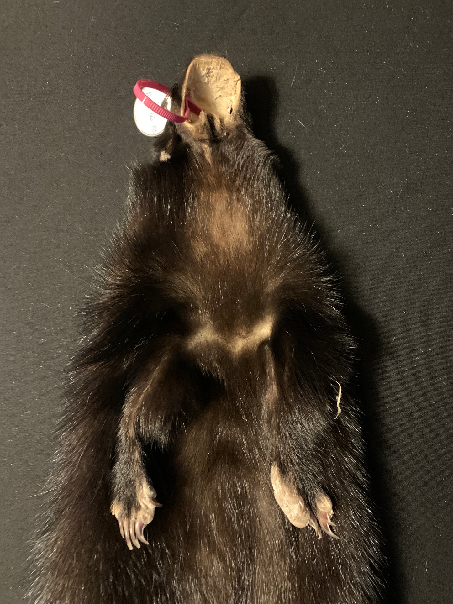 Skunk pelt KSK26-03