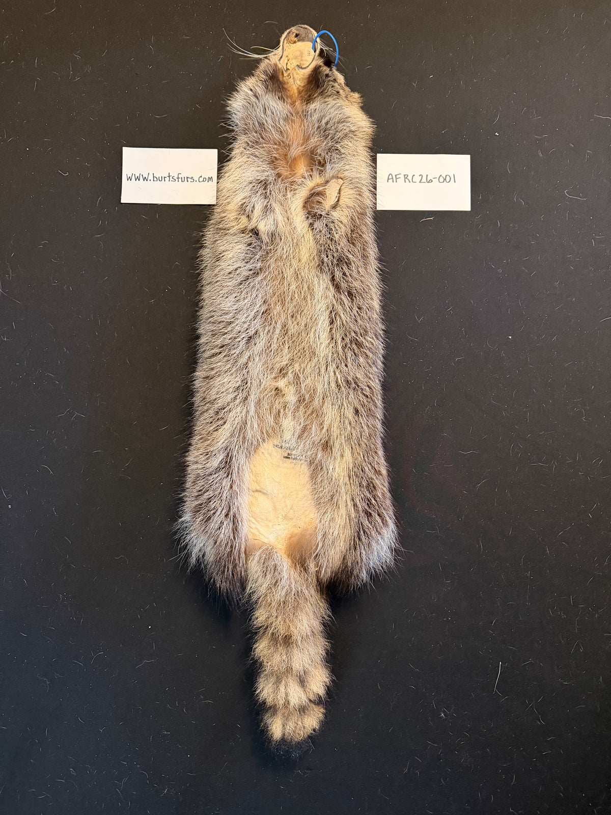 Raccoon pelt “accidental fur” AFRC26-001