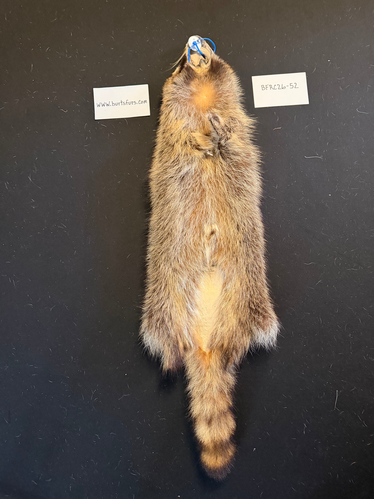 Raccoon pelt BFRC26-52