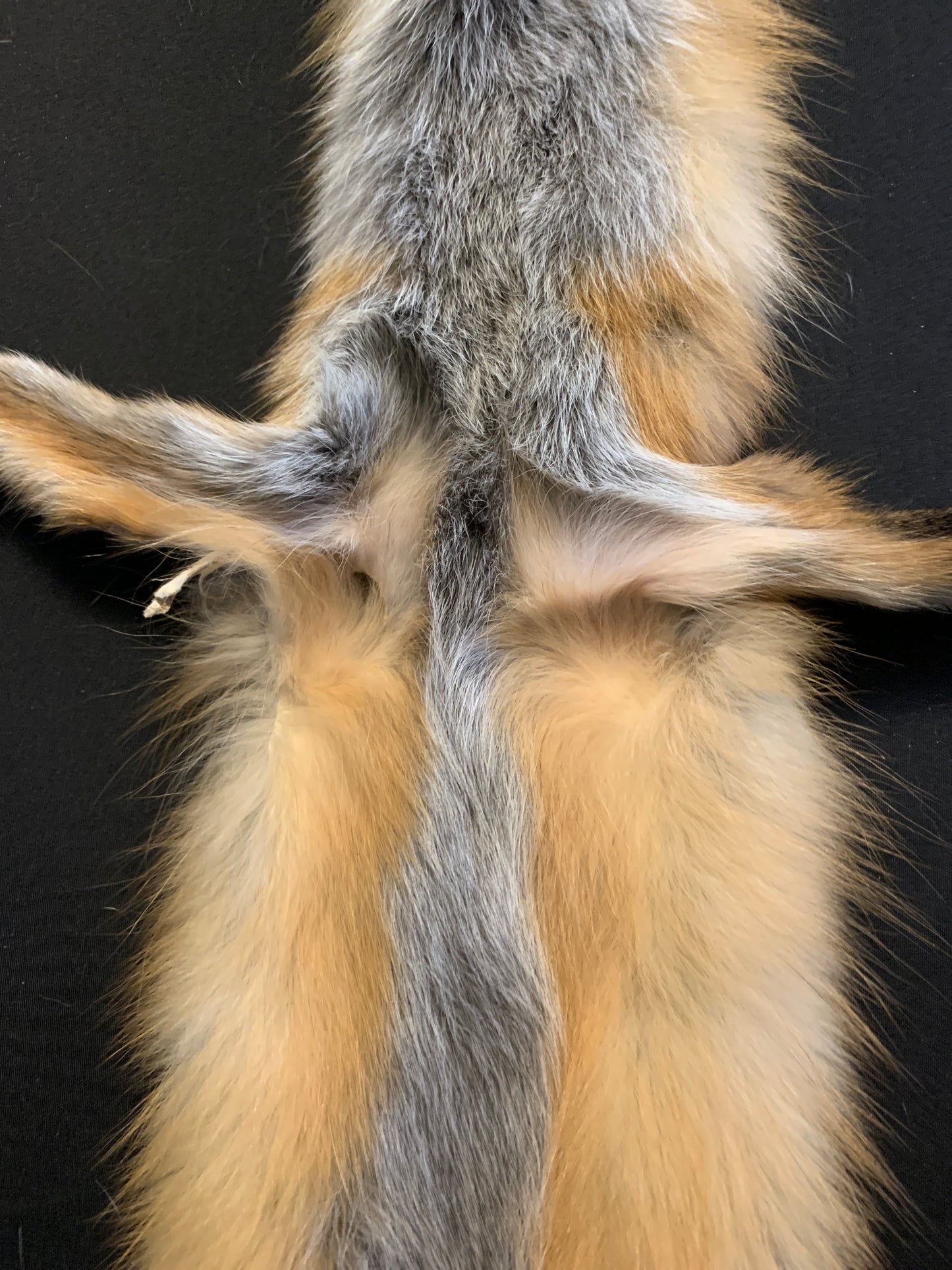 Red fox PIRF26-03