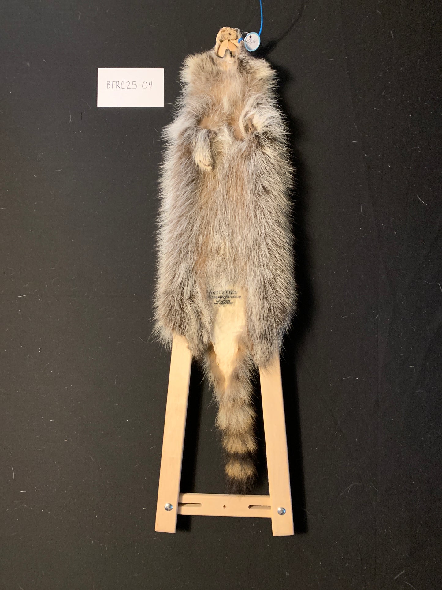 Raccoon pelt BFRC25-04