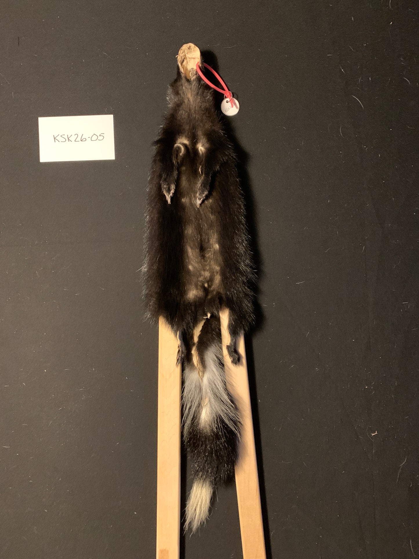 Skunk pelt KSK26-05