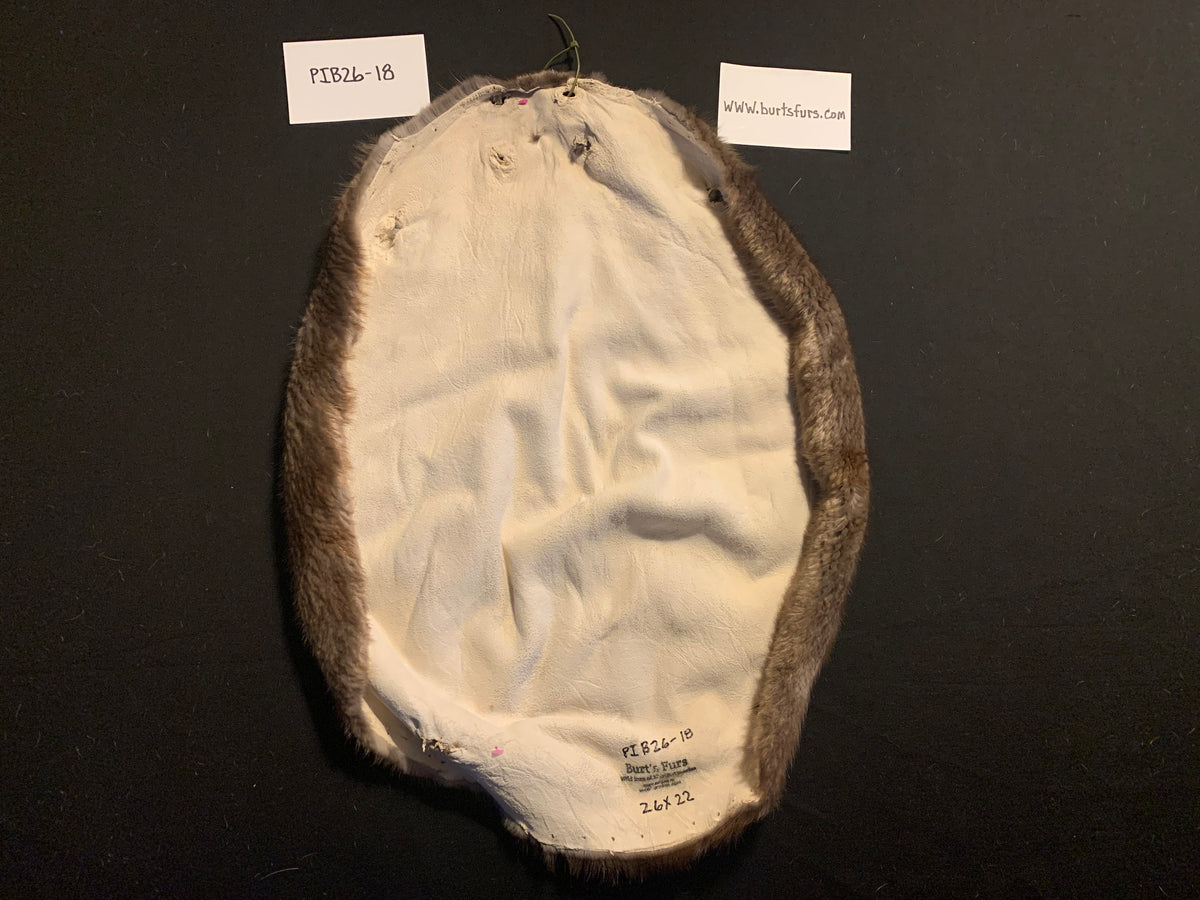 Beaver pelt PIB26-18