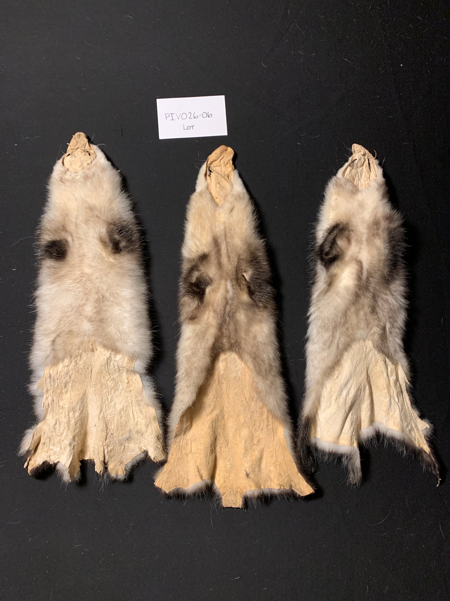 Opossum pelt lot of 3 PIVO26-06