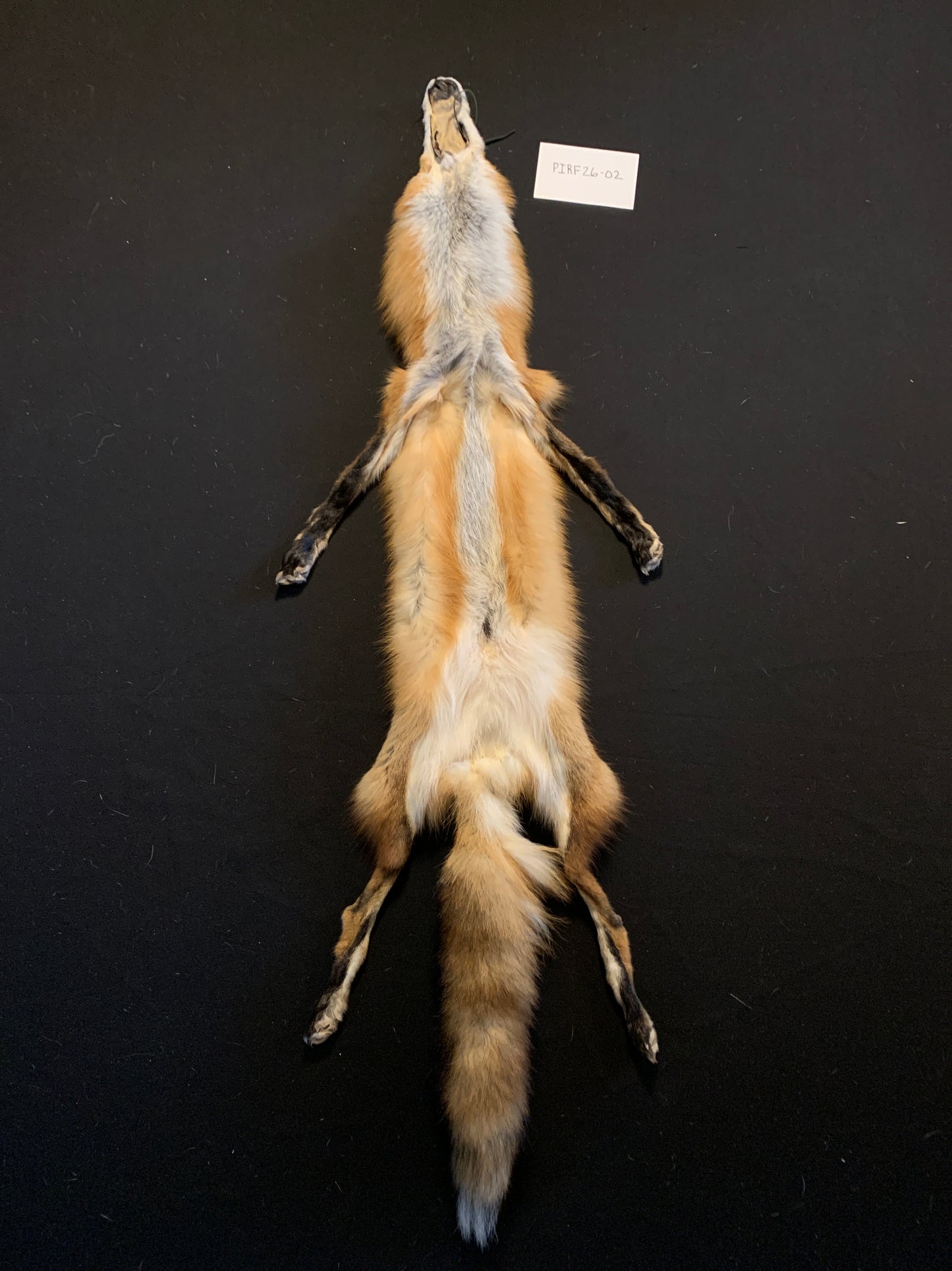 Red fox PIRF26-02