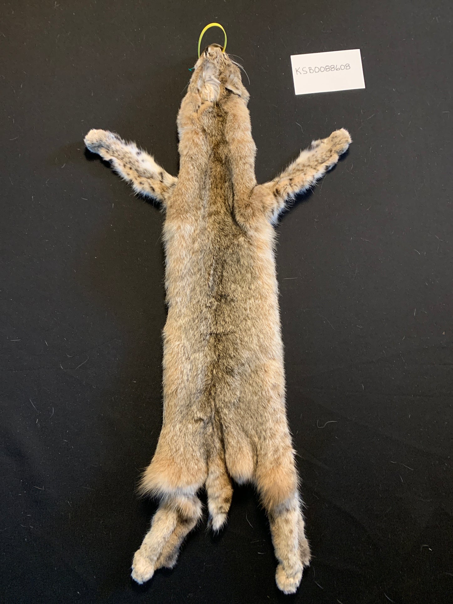 Bobcat KSB0088608