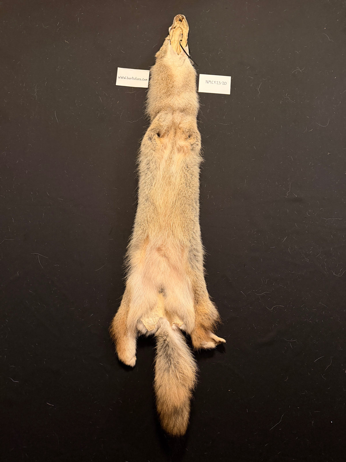 Coyote pelt NMCY23-20