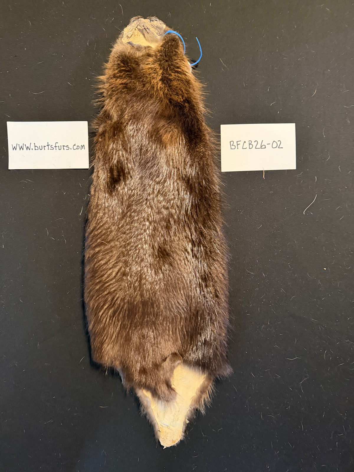 Beaver pelt cased BFCB26-02