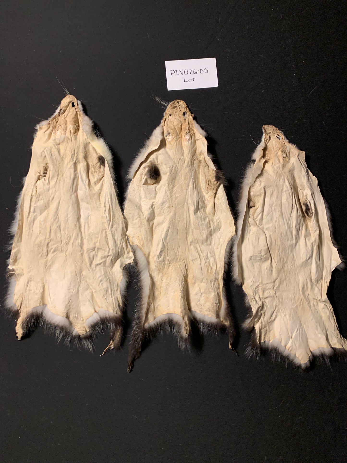 Opossum pelt lot of 3 PIVO26-05