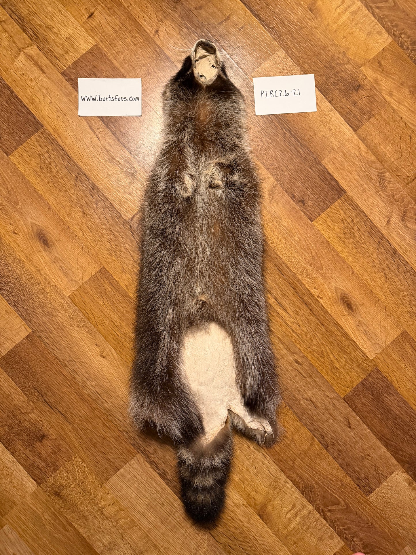 Raccoon pelt PIRC26-21