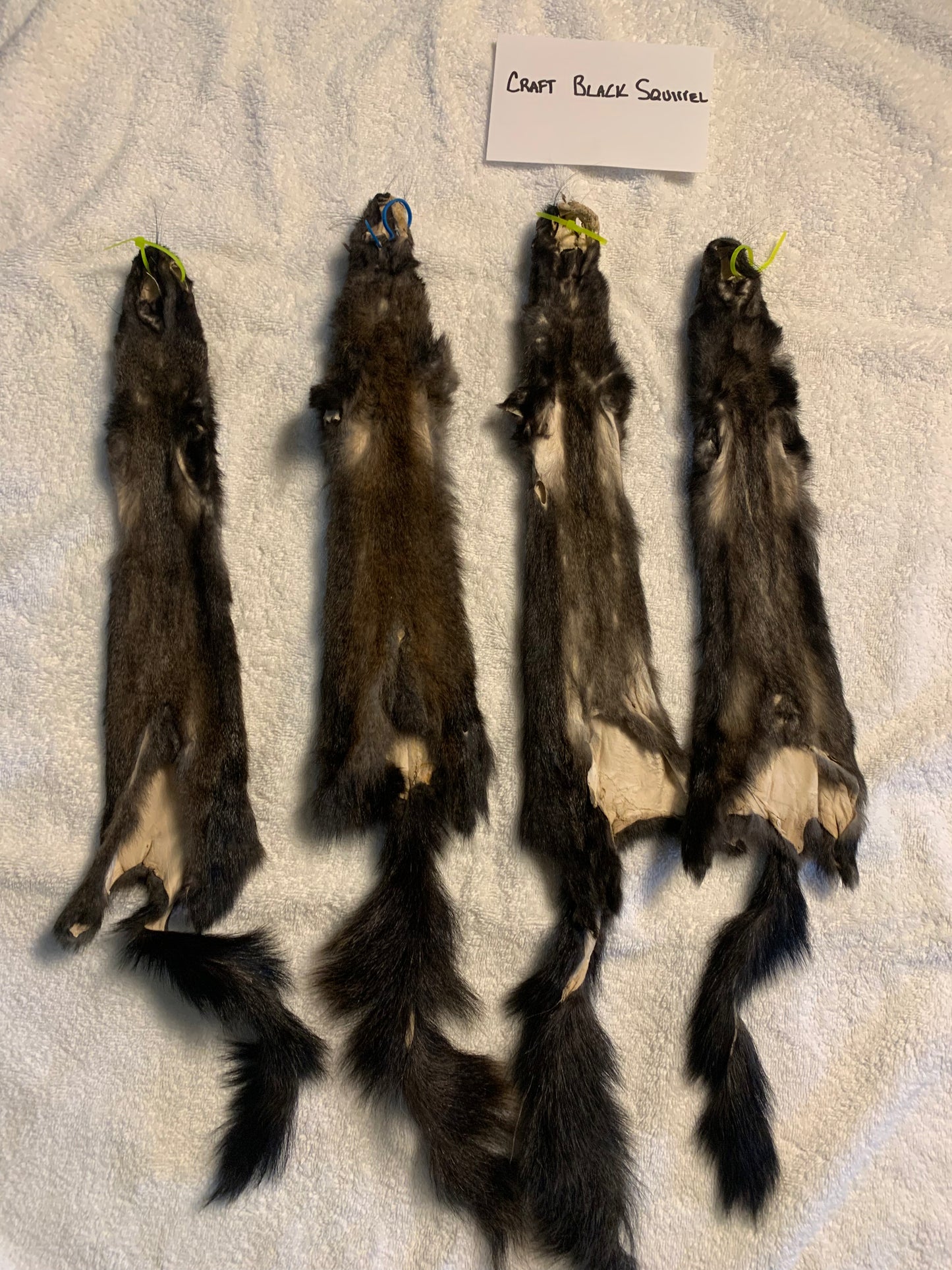 Craft grade black squirrel