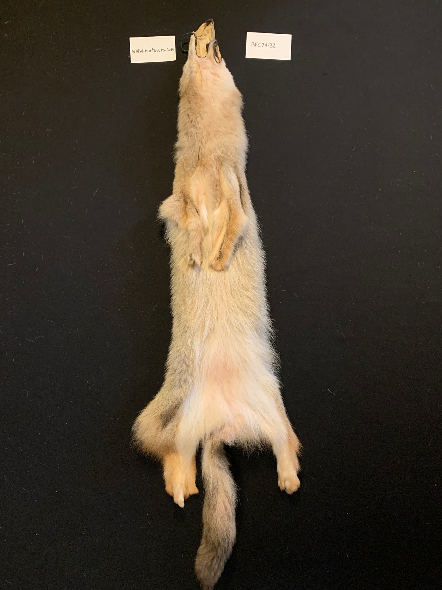 Coyote pelt BFC24-32