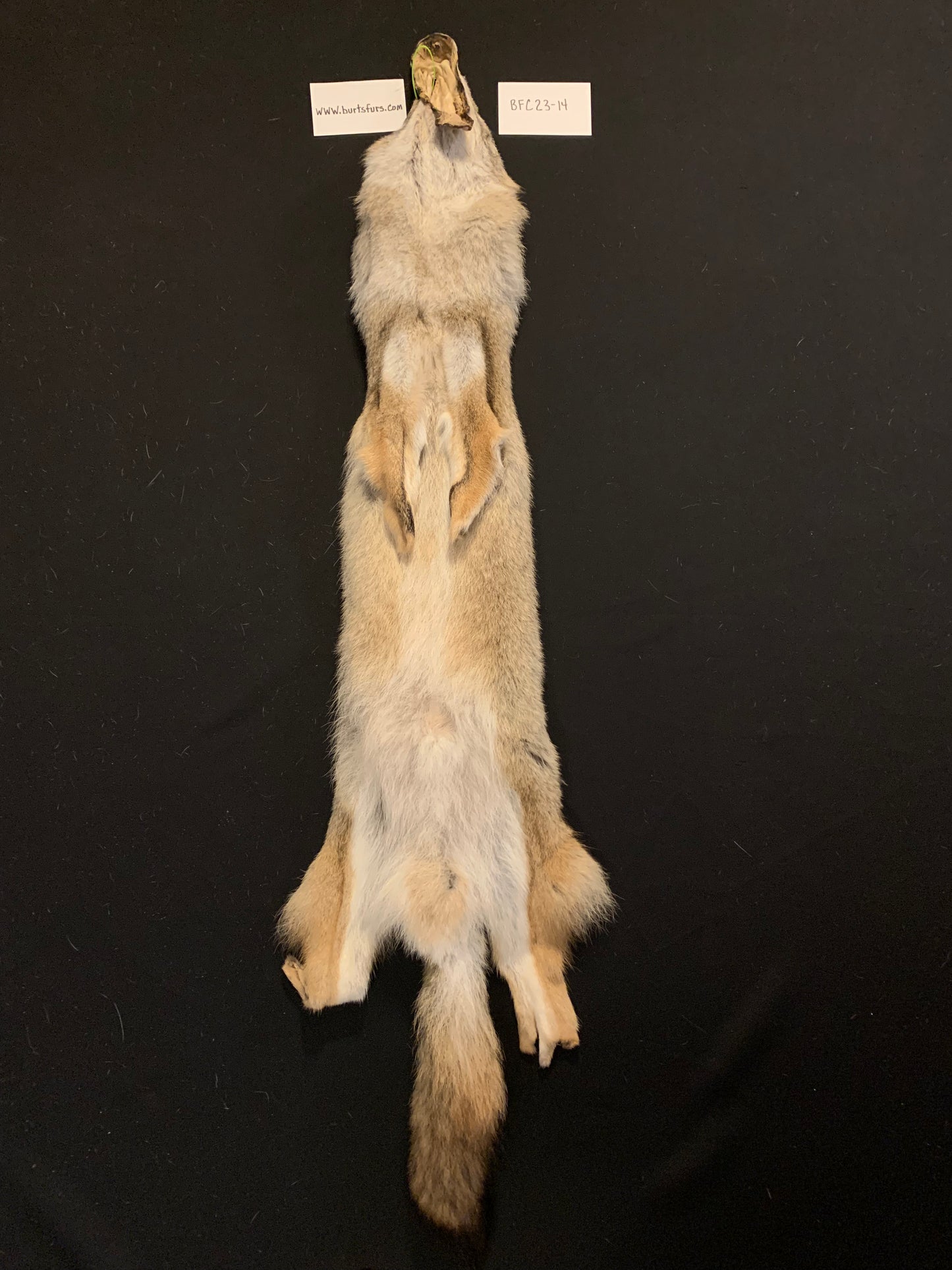 Coyote fur BFC23-14