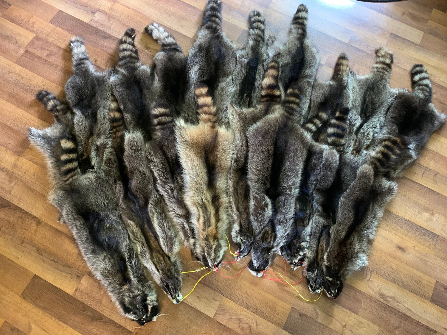 Raccoon Pelts