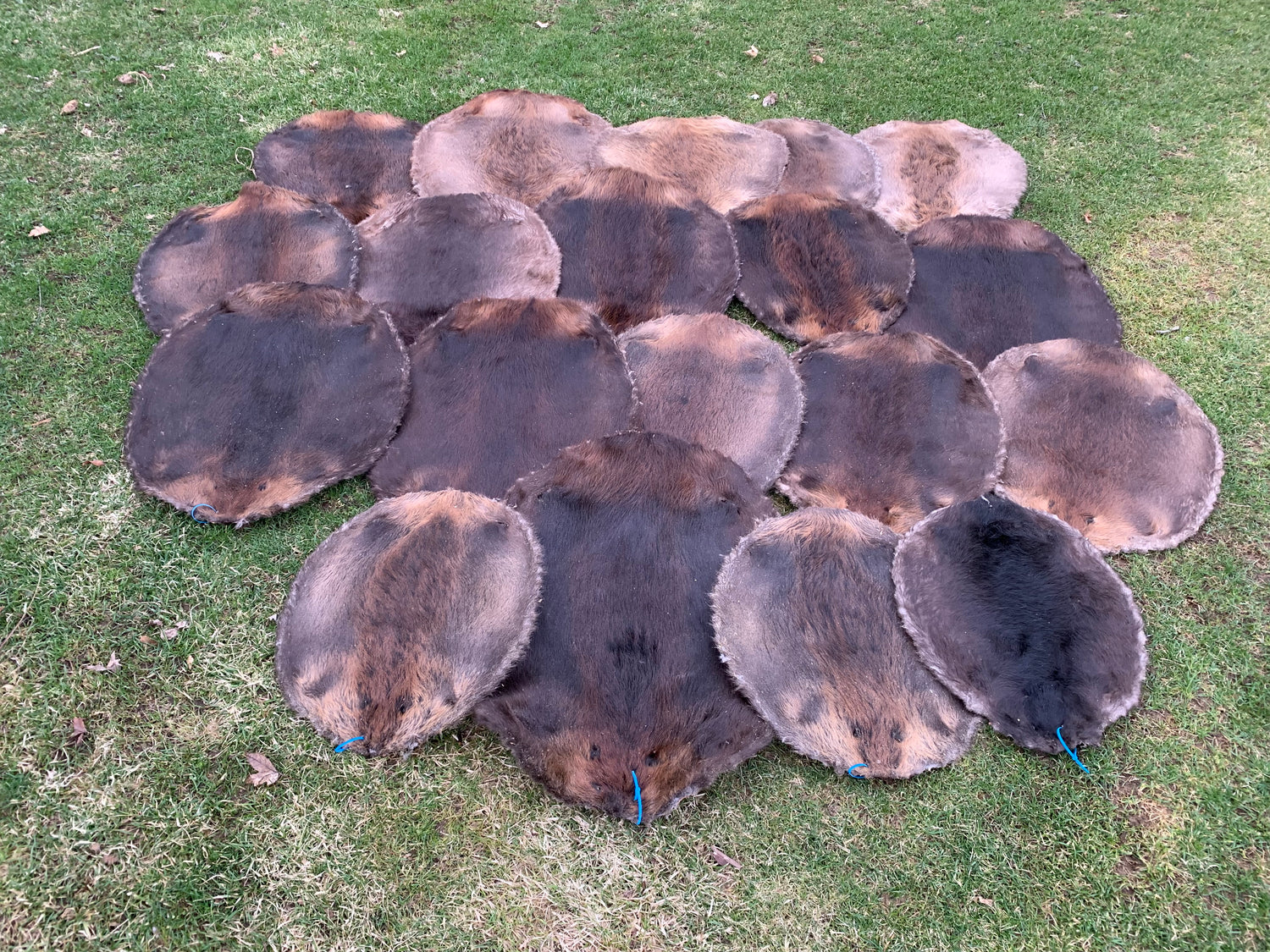 Beaver pelts