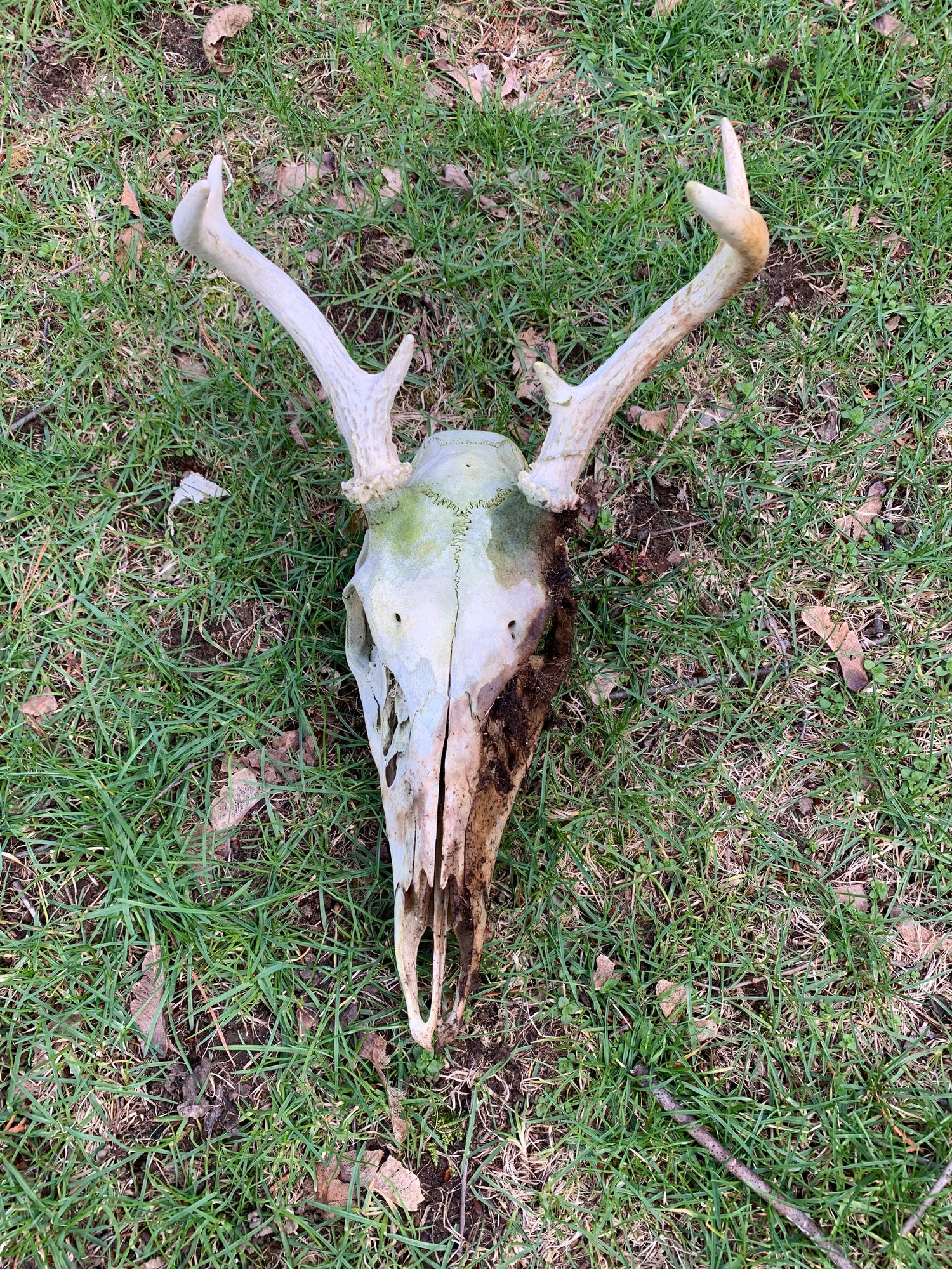 Skulls