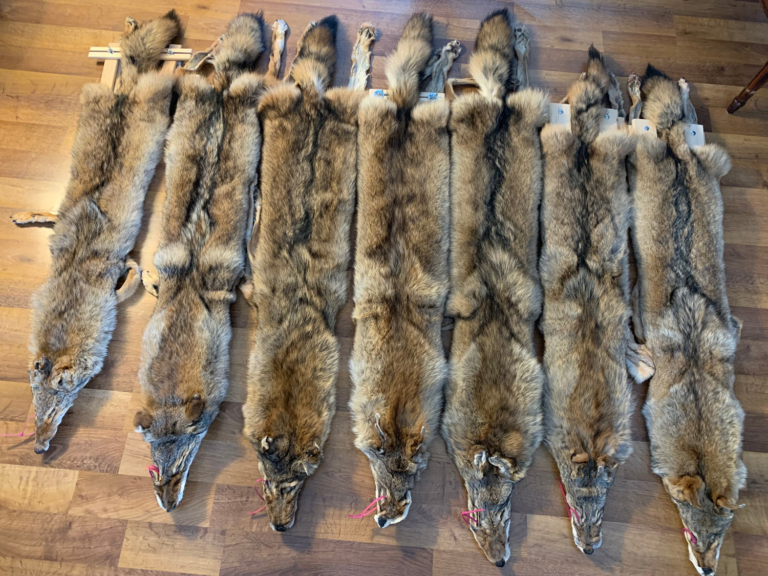 Coyote Pelts