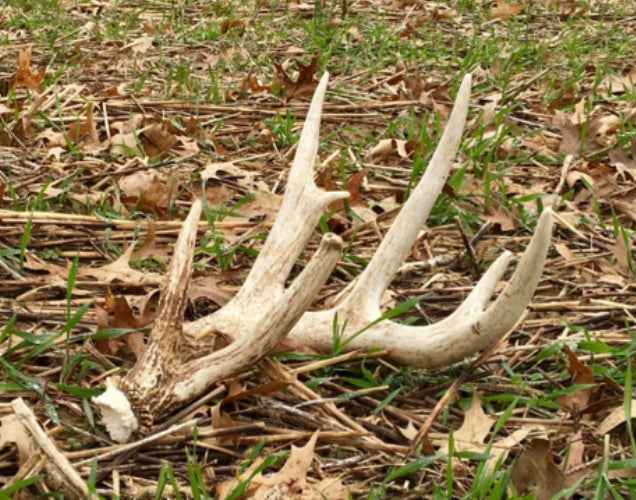 Antlers