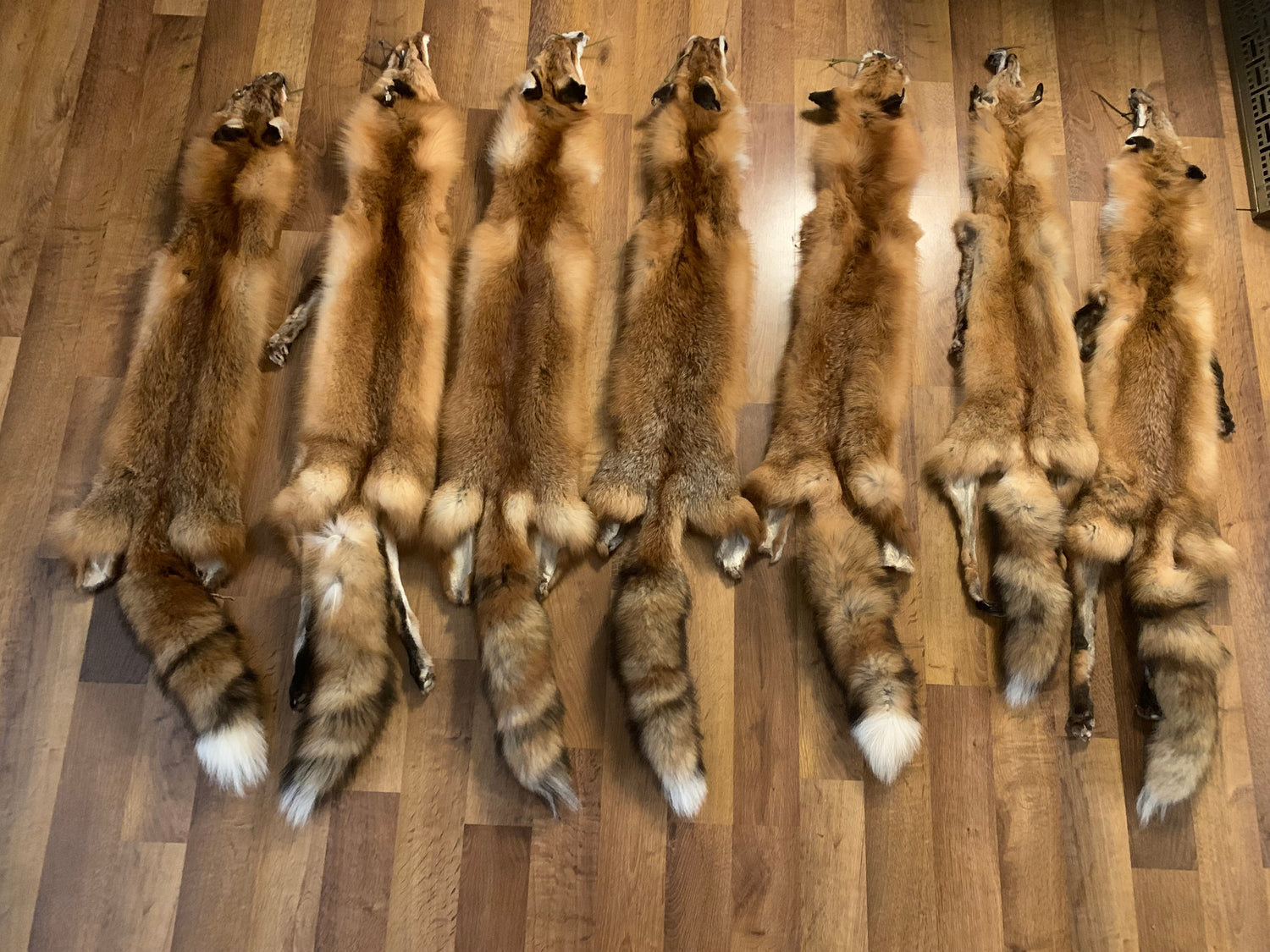 Red Fox Pelts