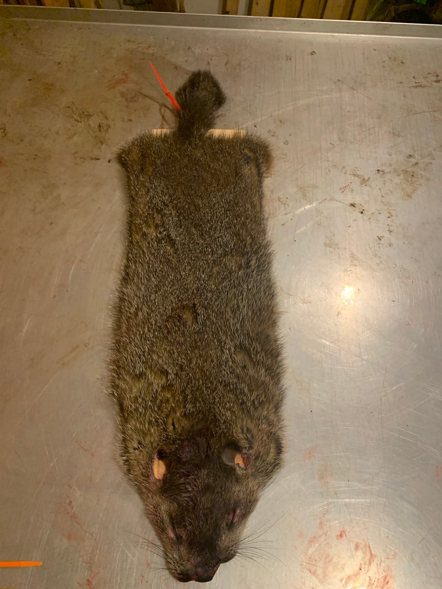 Woodchuck Pelts