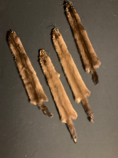 Female mink from Indiana