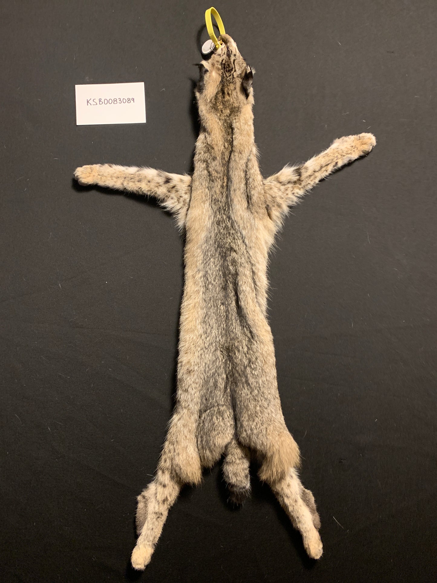 Bobcat pelt KSB083089