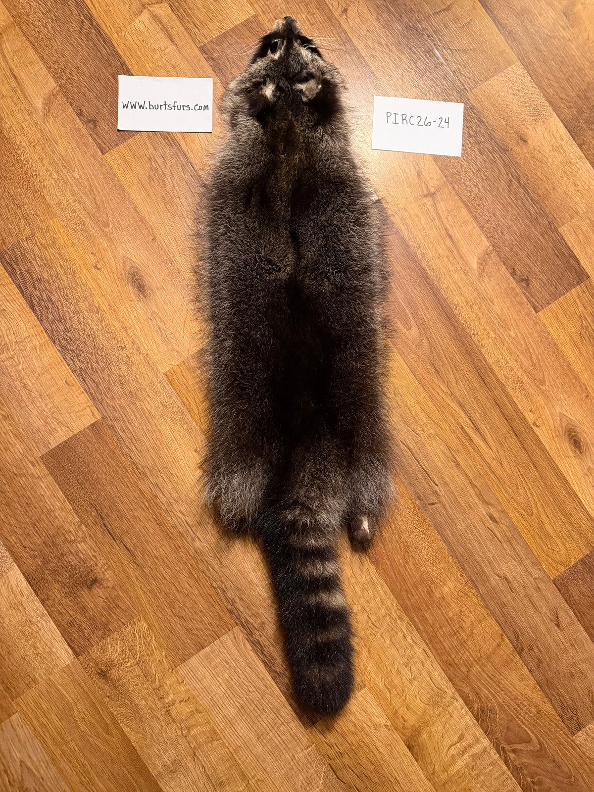Raccoon pelt PIRC26-24