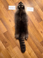 Raccoon pelt PIRC26-24