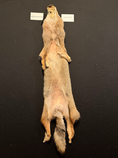 Coyote pelt NMCY23-19