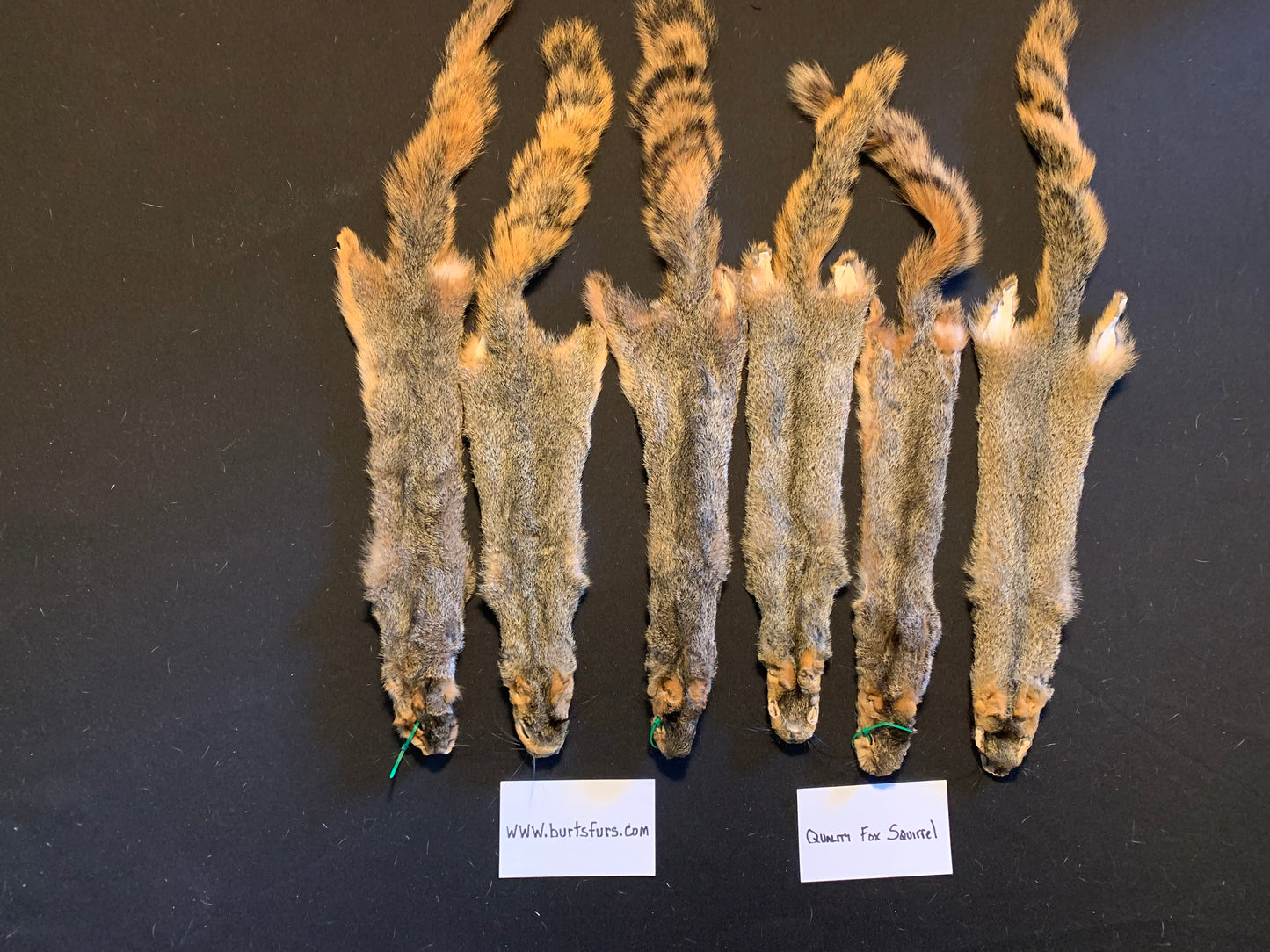 Fox squirrel pelts.  #1quality