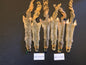 Fox squirrel pelts.  #1quality