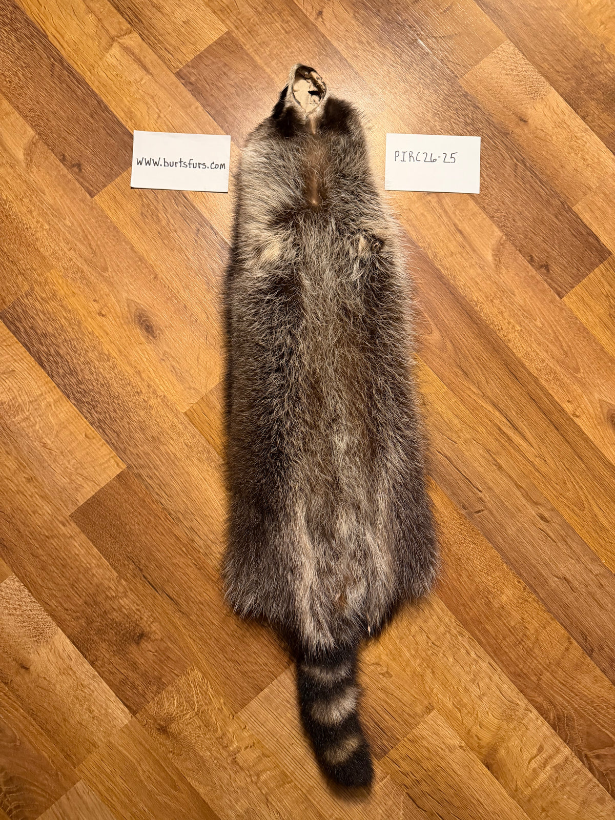 Raccoon pelt PIRC26-25