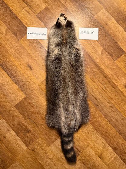Raccoon pelt PIRC26-25