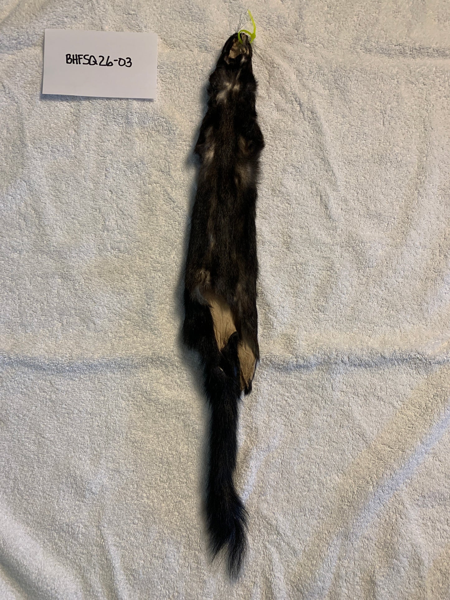 Black squirrel BHFSQ26-03