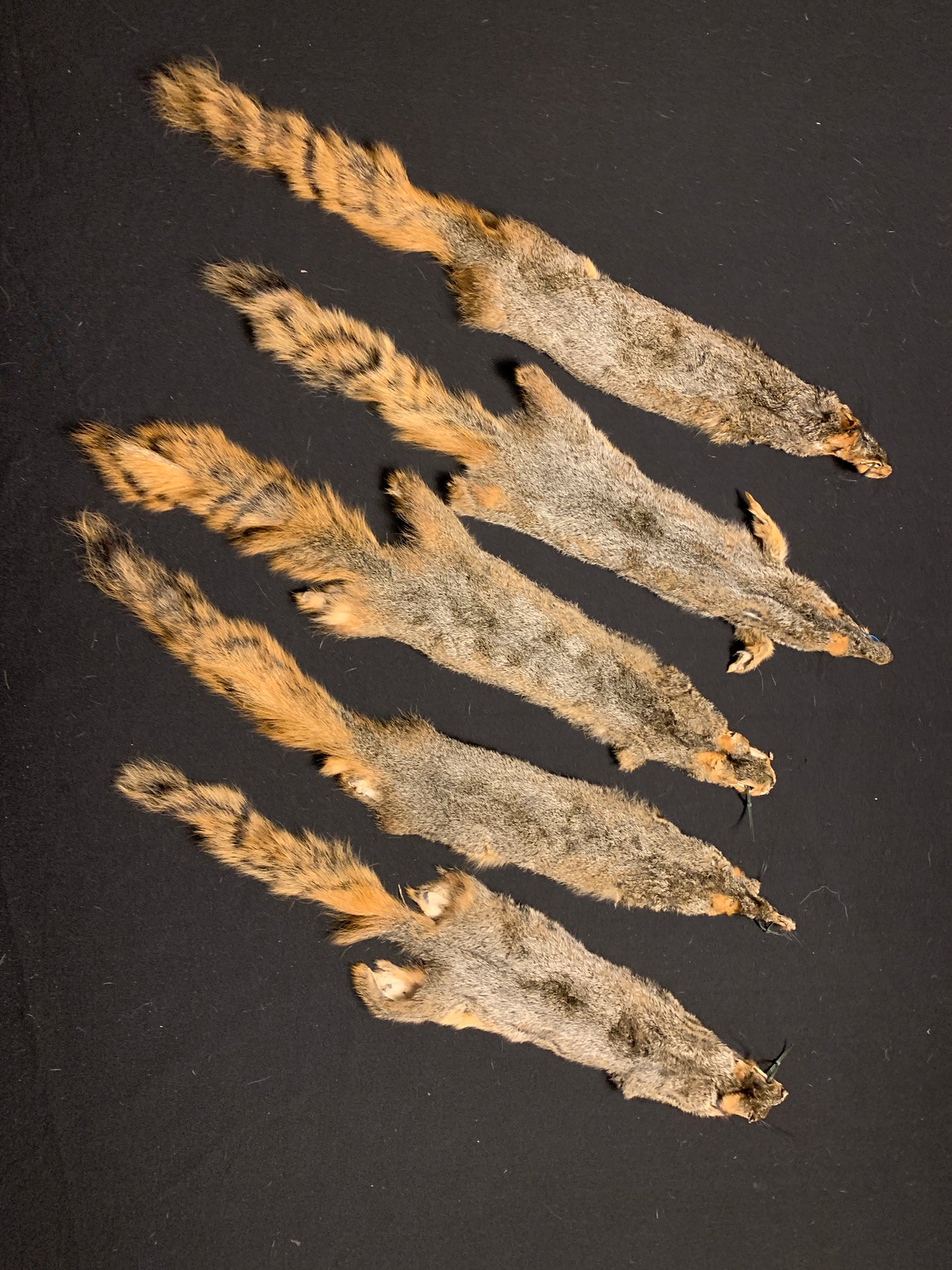 Fox squirrel craft grade