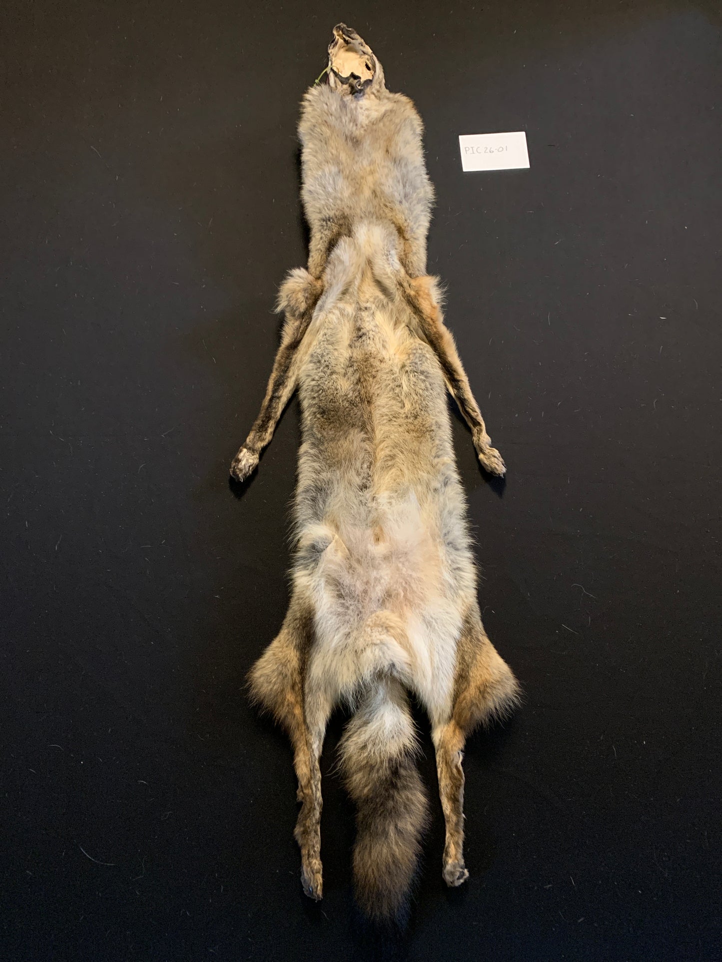 Coyote PIC26-01